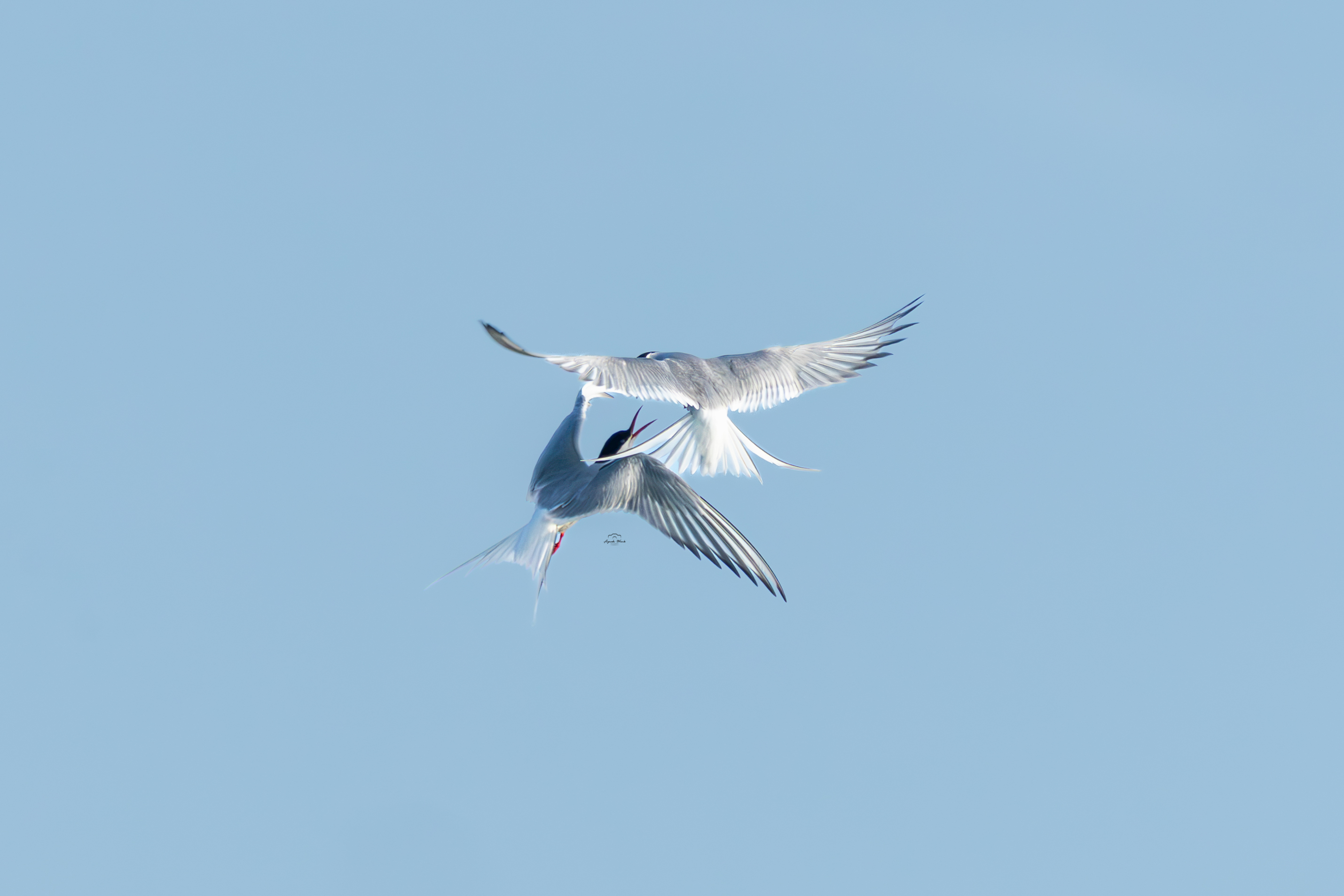 Common Tern
